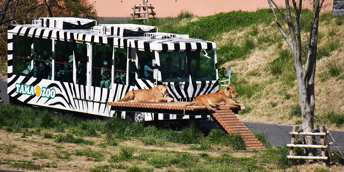 🦁 타마 동물공원(타마 도부츠코엔)